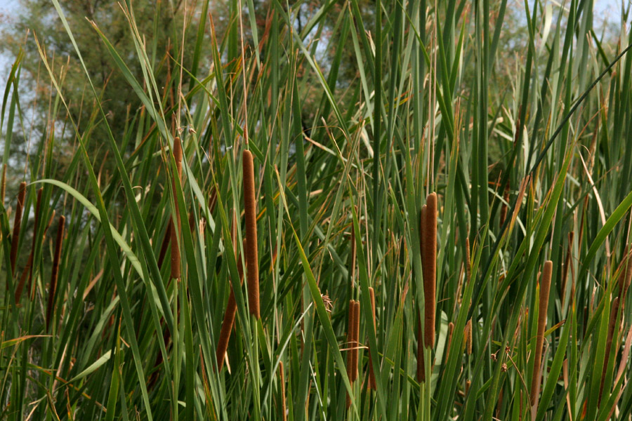 Typha Capensis