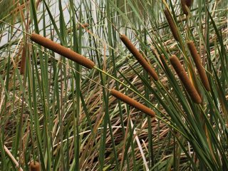 Typha Capensis
