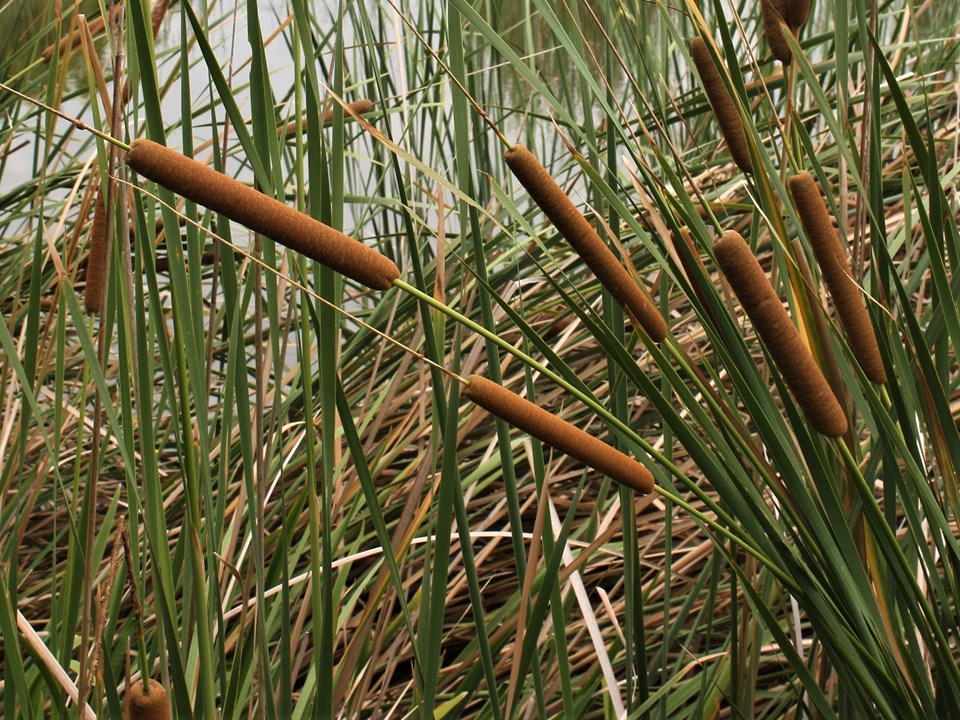 Typha Capensis