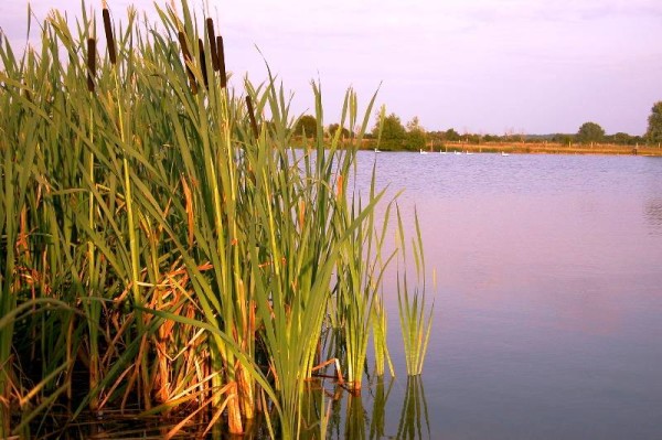 Typha Capensis