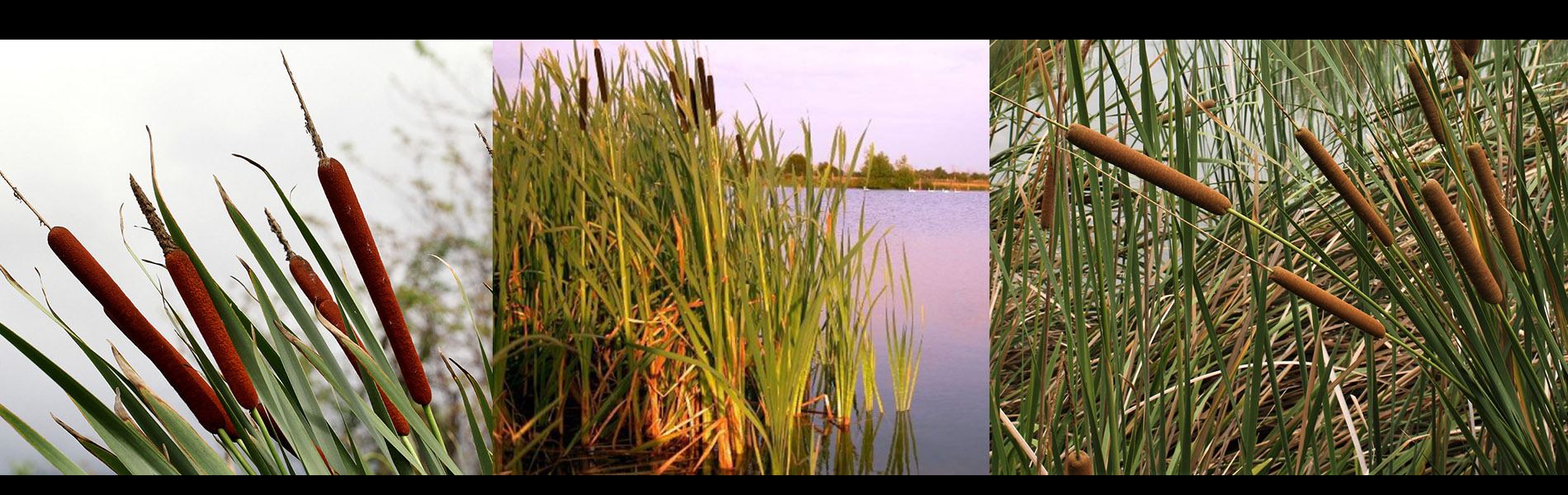 Typha Capensis