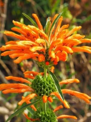 Leonotis Leonorus Leonotis Leonorus