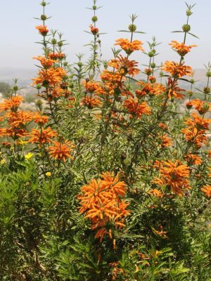 Leonotis leonurus Leonotis Loenorus